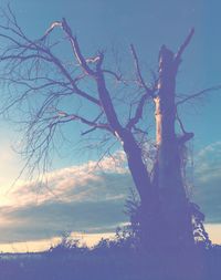 Bare tree against sky during sunset