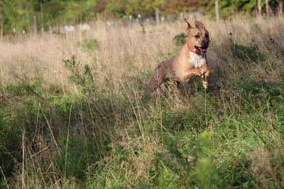 Dog running on field