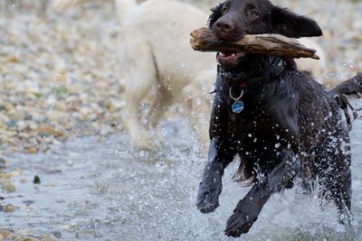 Dog looking away while holding stick in mouth