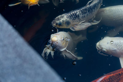 Fishes swimming in sea