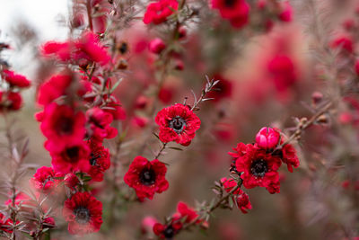 Close-up of red flowering plants