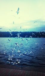 View of birds flying over sea