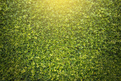 Full frame shot of fresh green field