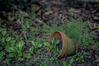 Close-up of abandoned plant