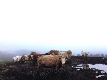 View of a sheep on a field