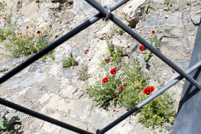 High angle view of flowers growing on tree