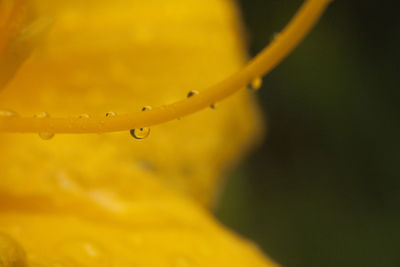 Close-up of wet yellow flower