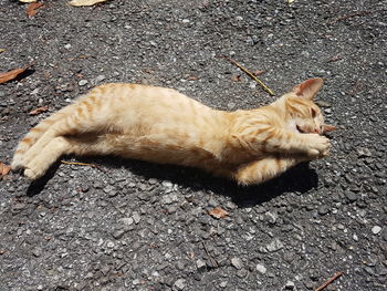 High angle view of cat sleeping on street