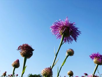 Close-up of pink thistle flowers against clear sky