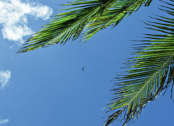 Low angle view of palm tree against blue sky