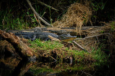 View of crocodile in grass