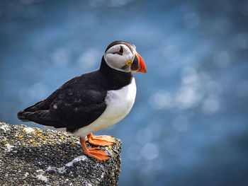 Close-up of bird perching outdoors