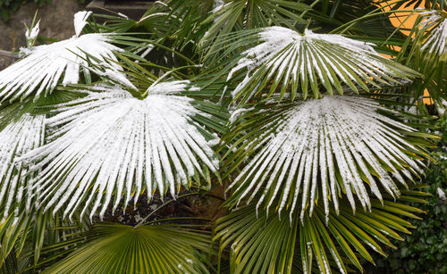 Low angle view of palm trees