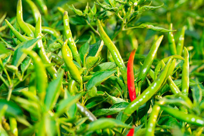 Close-up of green chili peppers plant on field