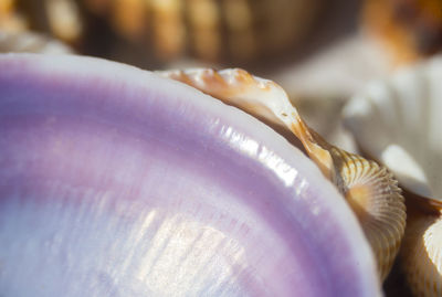 Close-up of seashell on hand