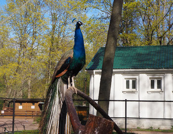 Bird perching on a railing