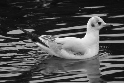 Swan floating on lake