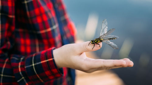 Close-up of insect on hand