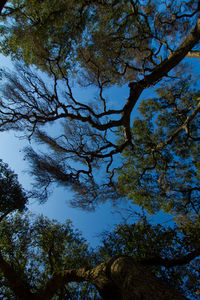 Low angle view of trees in forest