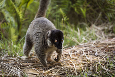 Monkey in a forest