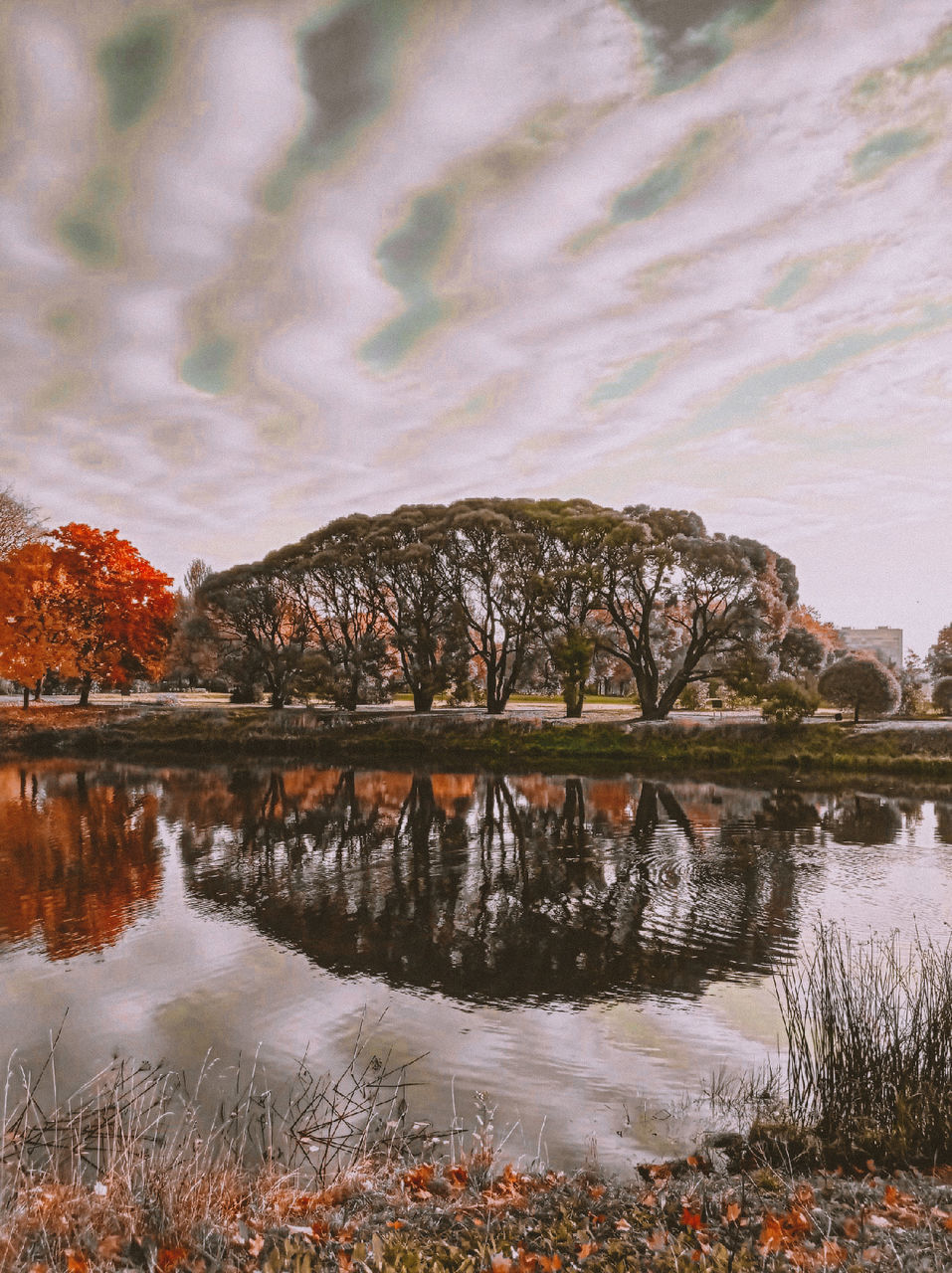 reflection, water, nature, sky, beauty in nature, cloud, morning, lake, environment, tree, scenics - nature, plant, autumn, landscape, no people, tranquility, travel destinations, land, outdoors, tranquil scene, travel, tourism, leaf, non-urban scene, shore, day