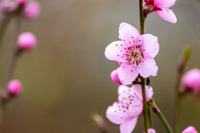 Peach blossom in spring and summer with pink petals and nice fragrance of natural beauty