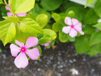 Close-up of frangipani blooming outdoors