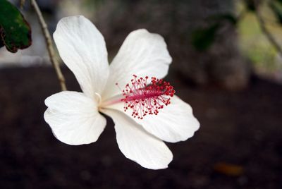 Close-up of white flower blooming at park