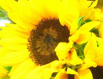 Close-up of yellow sunflower blooming outdoors