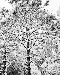 Close-up of tree against sky