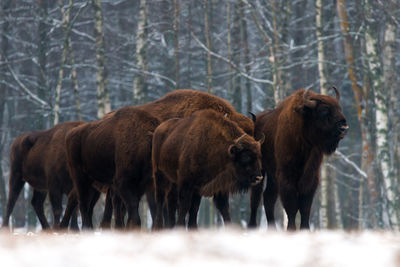 Horses in a forest