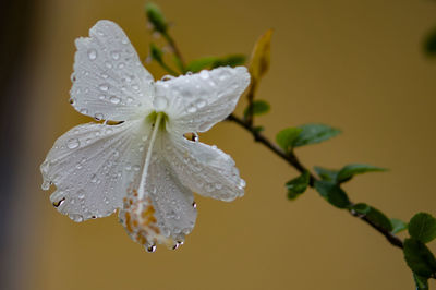 Close-up of raindrops on wet plant