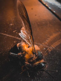 Close-up of bee on wood