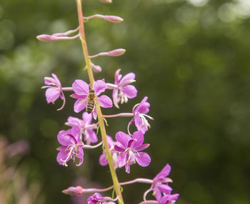 Close-up of pink flowering plant