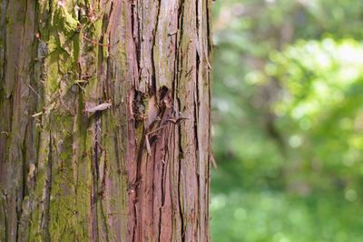 Close-up of lizard on tree trunk