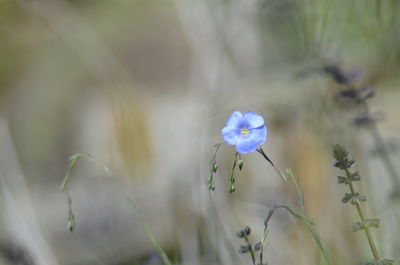 Close-up of purple flowering plant