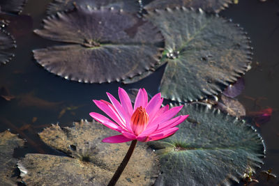 Close-up of lotus water lily in pond