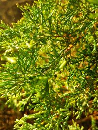 Close-up of plants