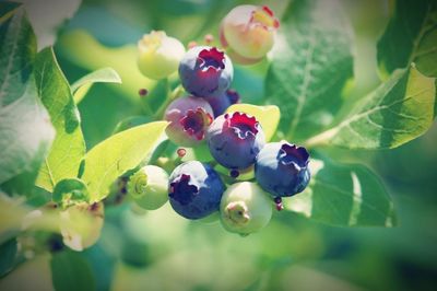 Close-up of berries on tree