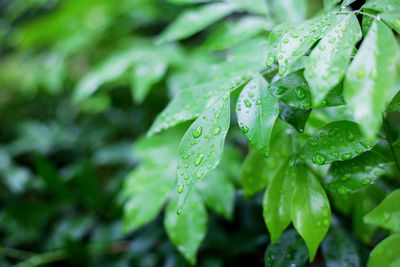 Close-up of plant