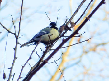 Low angle view of bird perching on tree against sky