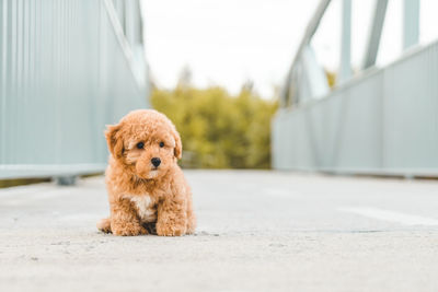 Cute brown hairy puppy sitting on footpath