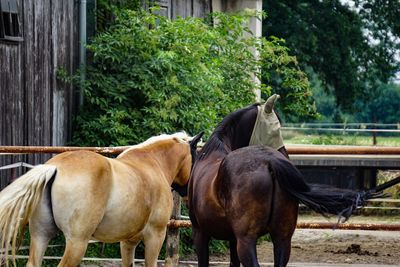 Horse in ranch