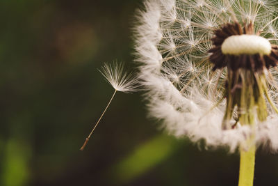 Close-up of dandelion on plant