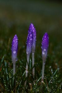 Close-up of wet purple flower