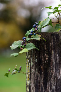 Close-up of insect perching on tree trunk