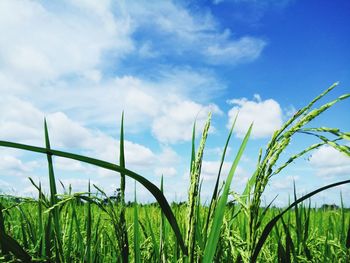 Rice growing on field against sky