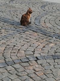 High angle view of cat sitting on footpath