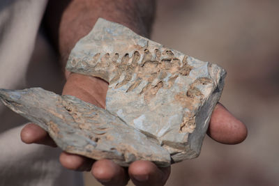 Person holding fossil rocks