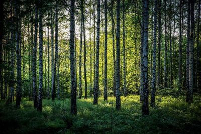 Pine trees in forest